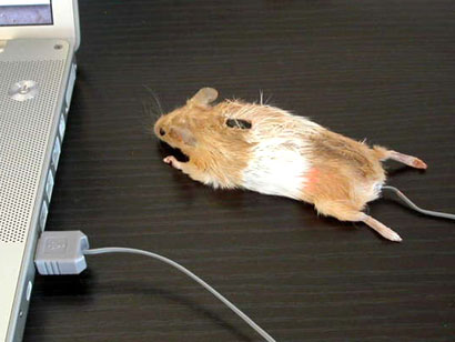 real-mouse1