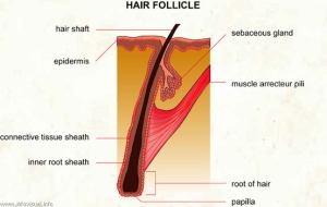 hair-follicle